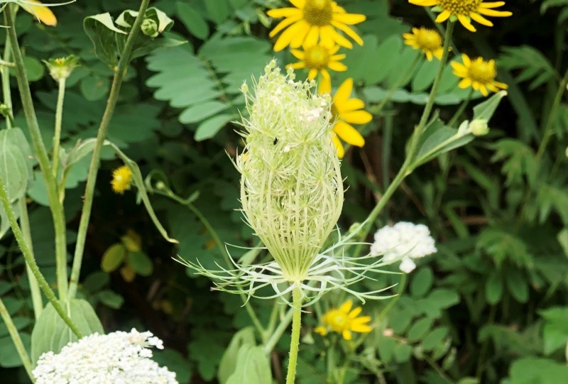 道端の花 野生に戻ったノラニンジン 写真でイスラーム
