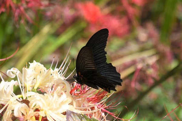 彼岸花に集まる蝶(2021年9月下旬)_c0049095_23572461.jpg