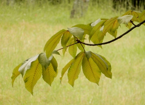 馬栗（horse-chestnut）_c0345705_14560100.jpg