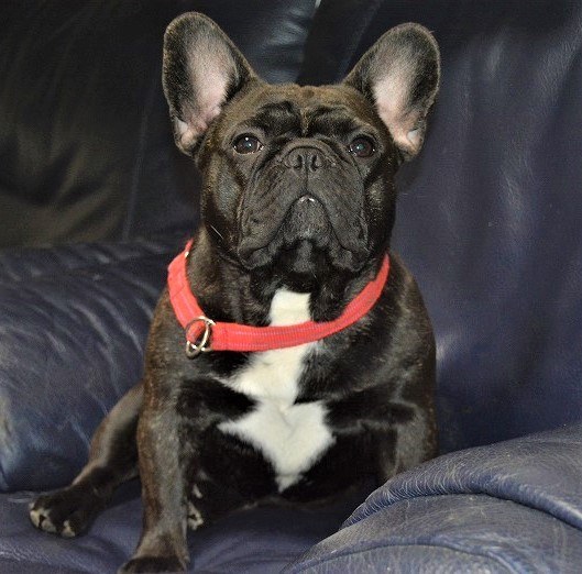 Do　ゾウと小鳥　フレンチブルドッグ Do ゾウと小鳥 フレンチブルドッグ Do ゾウと小鳥 フレンチブルドッグ