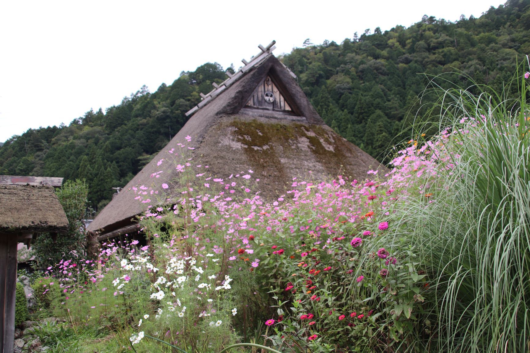 美山茅葺の里　そばが満開_e0048413_20313999.jpg