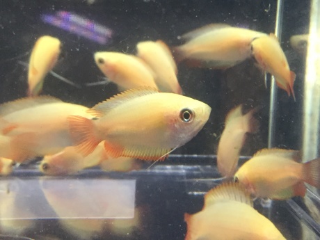 熱帯魚 めだか 水草 ペットメイト西宮店の生体ブログ