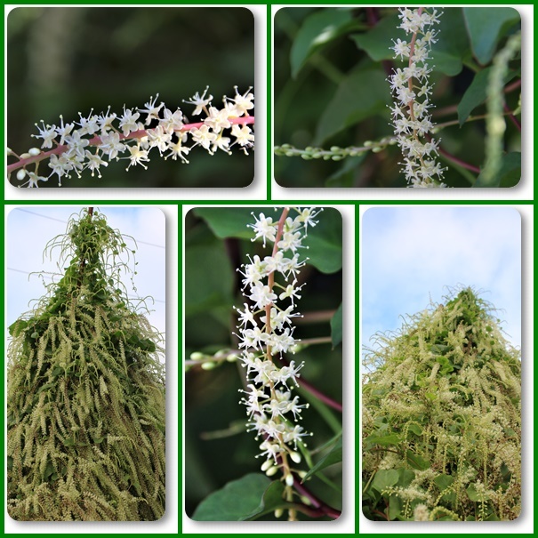 おかわかめの花が満開過ぎてきた 自然のキャンバス