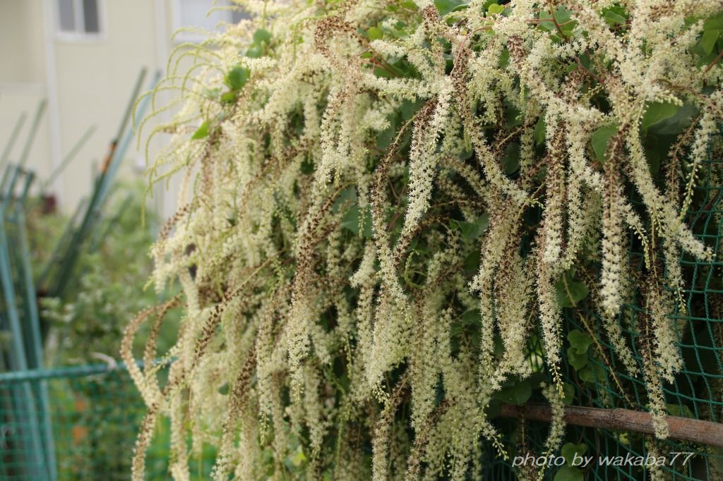 おかわかめの花が満開過ぎてきた 自然のキャンバス