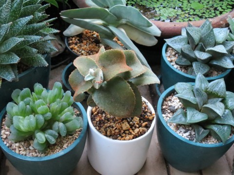 カランコエ ベハレンシスの植え替え あるまじろの庭