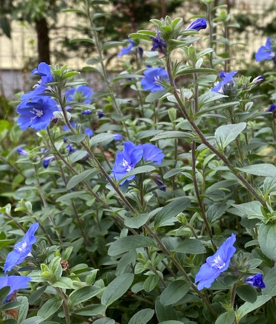 9月の庭vol.3 夏から秋まで楽しむ花_d0281783_10453071.jpg