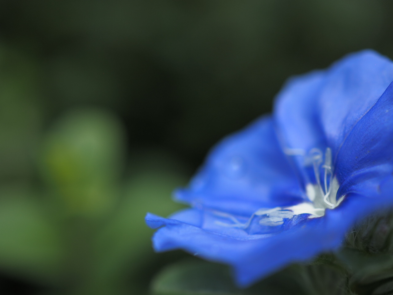 9月の庭vol.3 夏から秋まで楽しむ花_d0281783_10454611.jpg