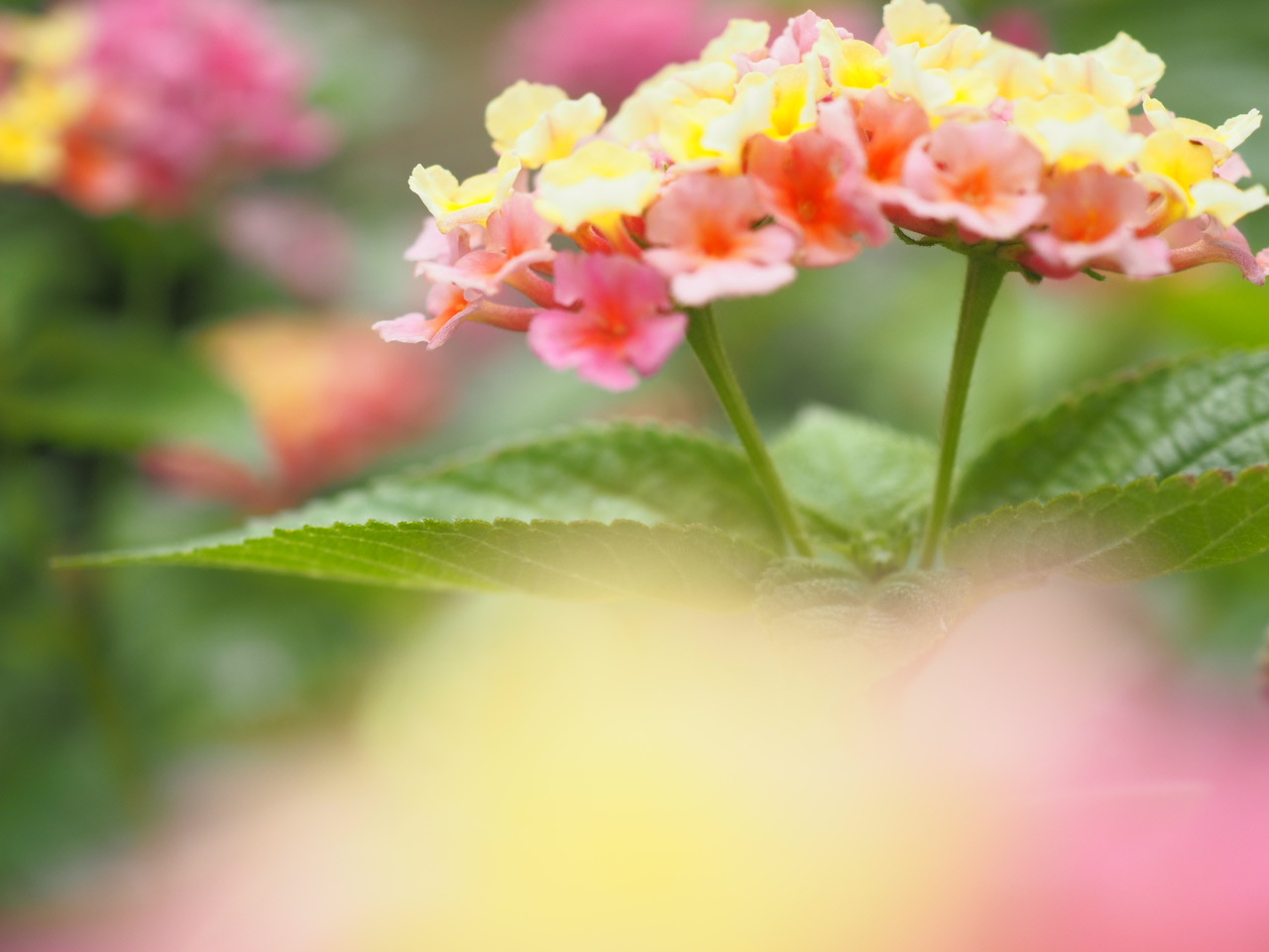 9月の庭vol.3 夏から秋まで楽しむ花_d0281783_10460230.jpg