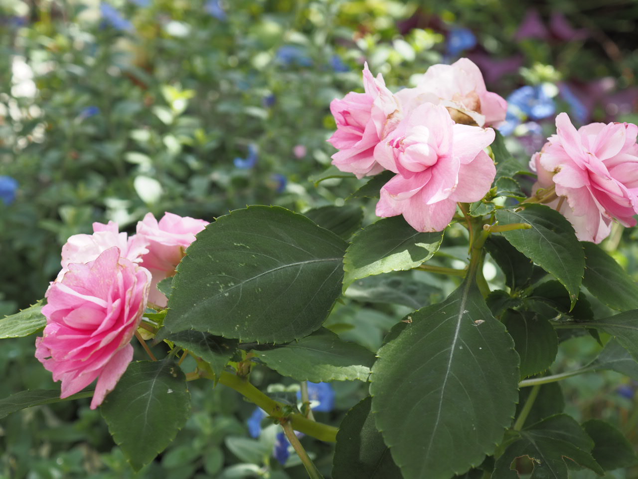 9月の庭vol.3 夏から秋まで楽しむ花_d0281783_11131701.jpg