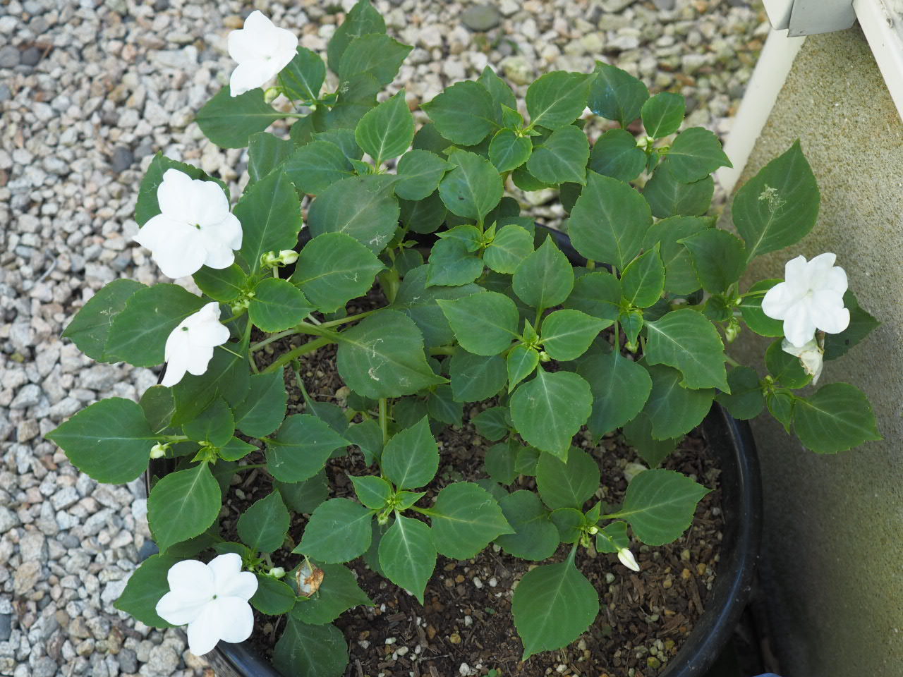 9月の庭vol.3 夏から秋まで楽しむ花_d0281783_12050763.jpg