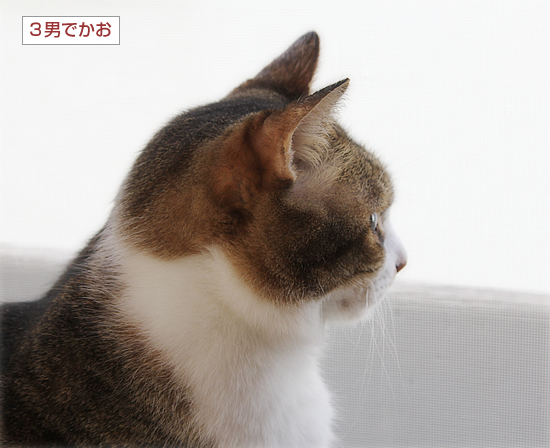 でかおの夕暮れ_a0389088_16590569.jpg