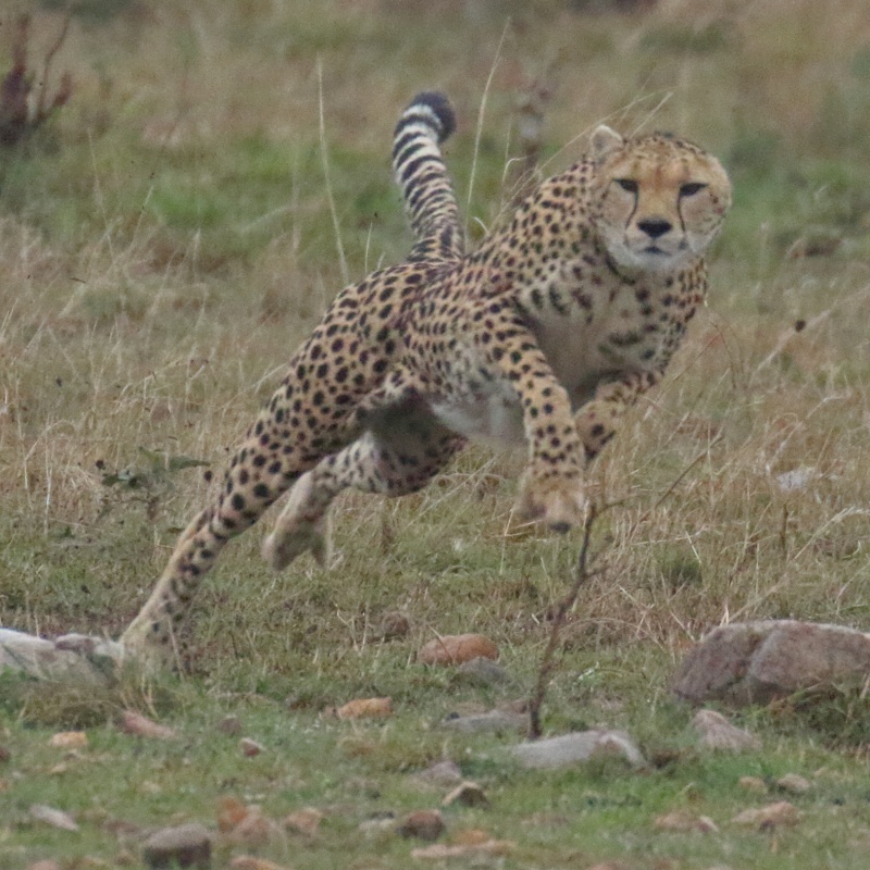 ケニアでサファリ55、トムソンガゼルを追うチーターのネーマ