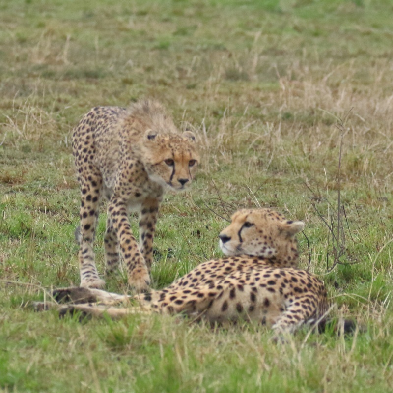 ケニアでサファリ55、トムソンガゼルを追うチーターのネーマ