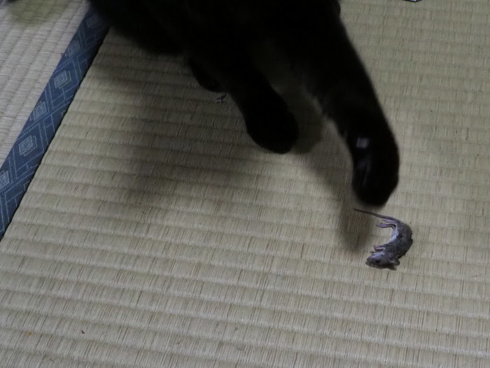 くうちゃんが、ネズミを2匹捕った_c0116915_23555595.jpg