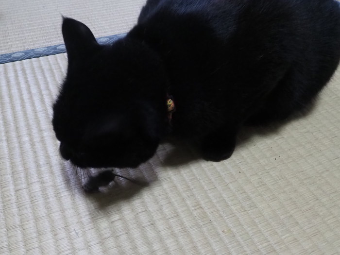 くうちゃんが、ネズミを2匹捕った_c0116915_23561380.jpg