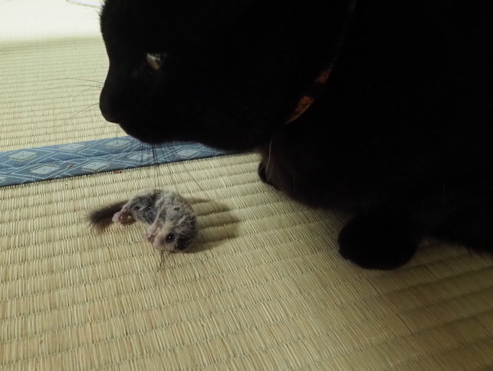 くうちゃんが、ネズミを2匹捕った_c0116915_23570992.jpg