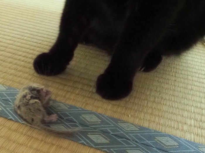 くうちゃんが、ネズミを2匹捕った_c0116915_23574827.jpg