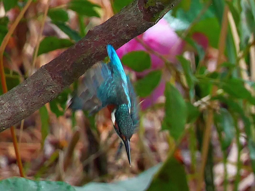 カワセミの樹上からのダイブの瞬間・・・9月27日(2)_a0031821_14570328.jpg