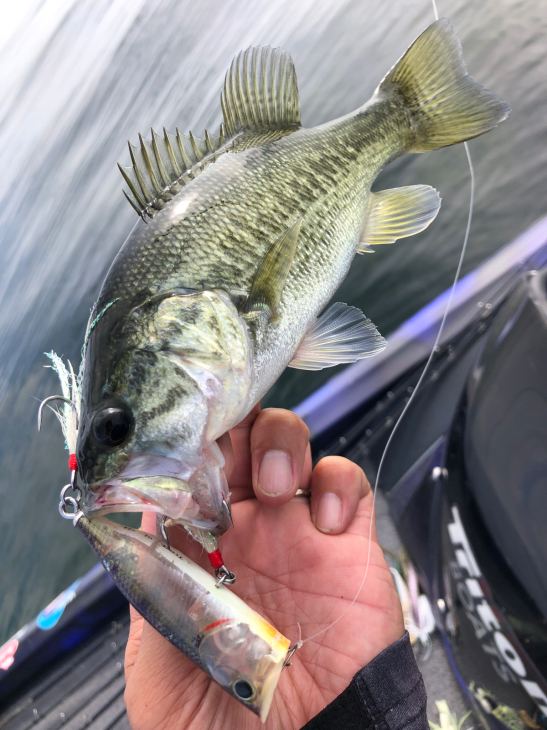 チャター スピナベでコールアップバイト誘発 Shota Official Blog