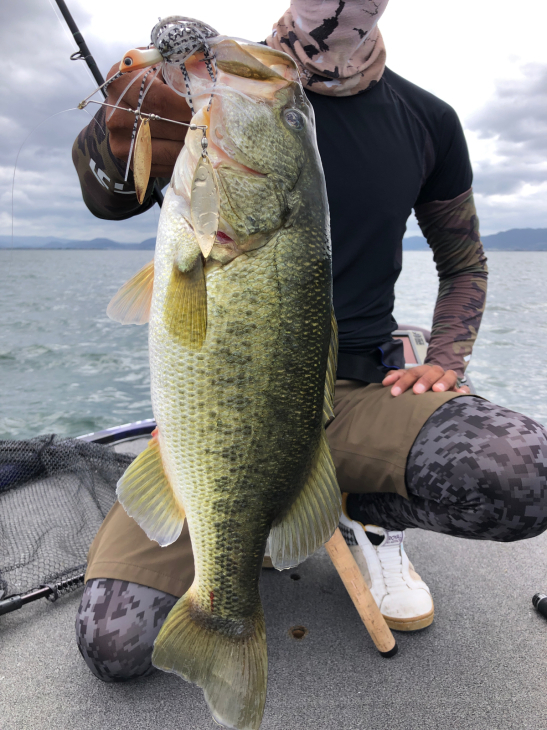 チャター スピナベでコールアップバイト誘発 Shota Official Blog