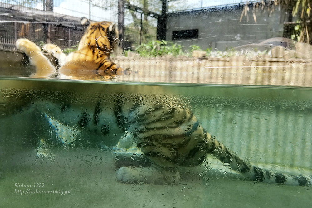 ＊リサラーソン 外をみるとら　うちをみるとら＊ そとをみるとら（きらり）