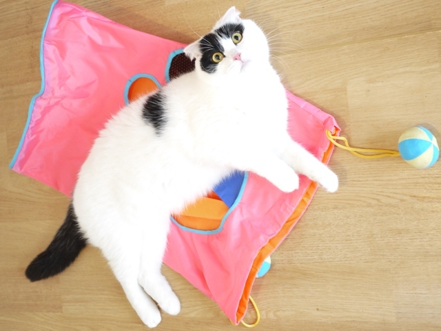 猫のお預かり ミーちゃん編。_a0143140_21541470.jpg