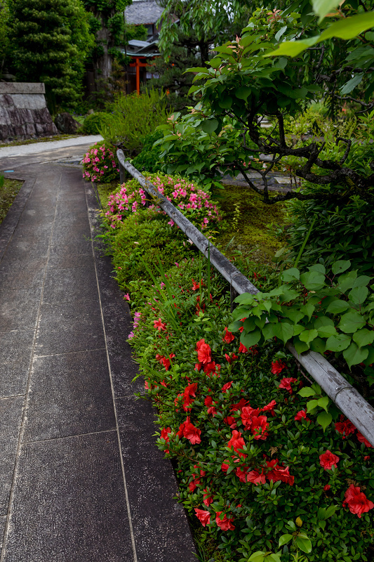 サツキと初夏の花咲く天寧寺_f0155048_23150785.jpg