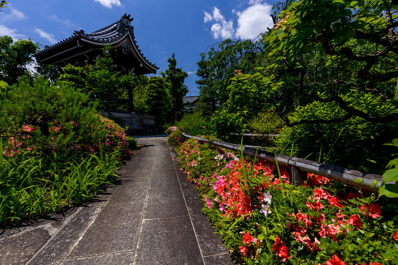 サツキと初夏の花咲く天寧寺_f0155048_23171744.jpg