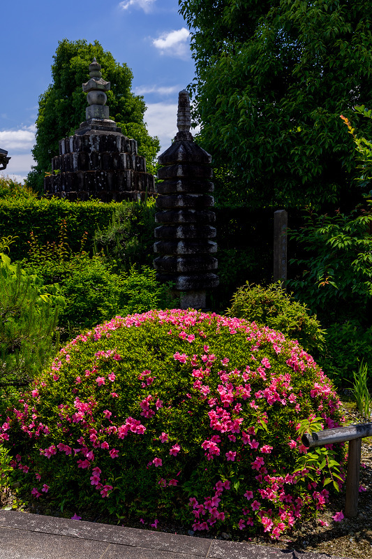 サツキと初夏の花咲く天寧寺_f0155048_23174824.jpg