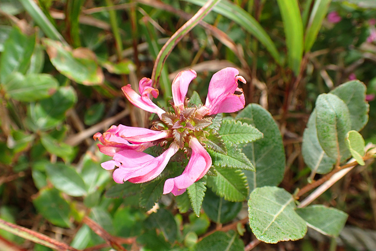 9月24日の三瓶山③花野_f0214649_19123164.jpg