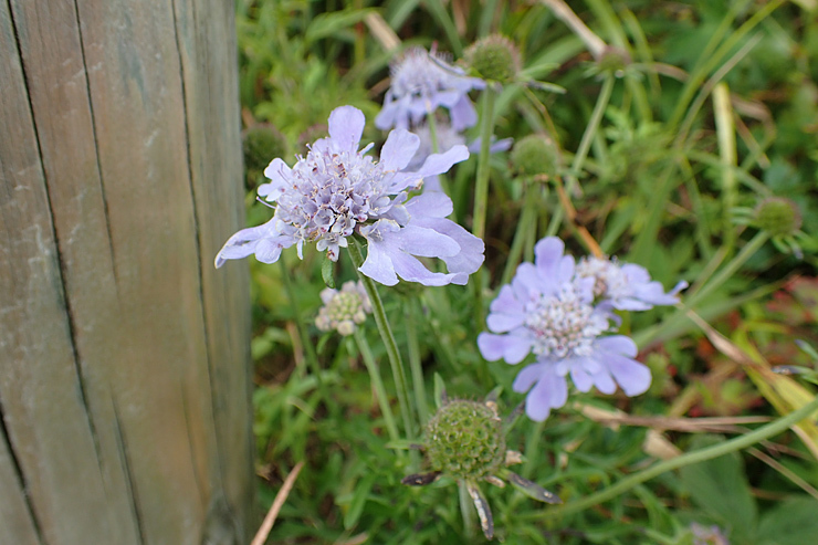 9月24日の三瓶山③花野_f0214649_19235142.jpg