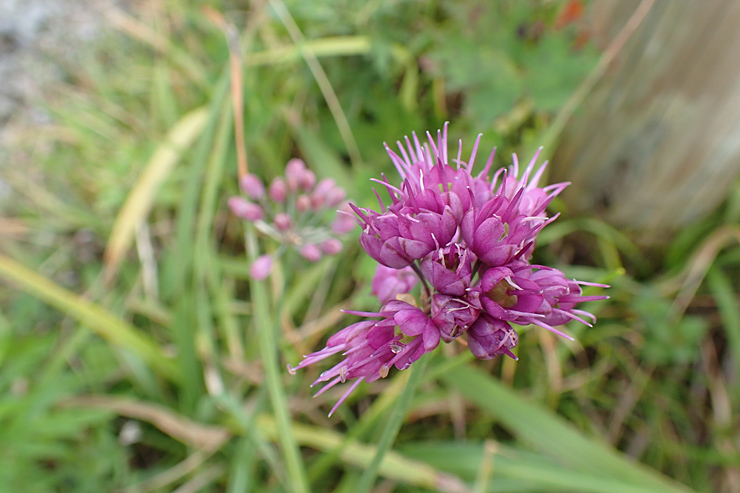 9月24日の三瓶山③花野_f0214649_19261752.jpg