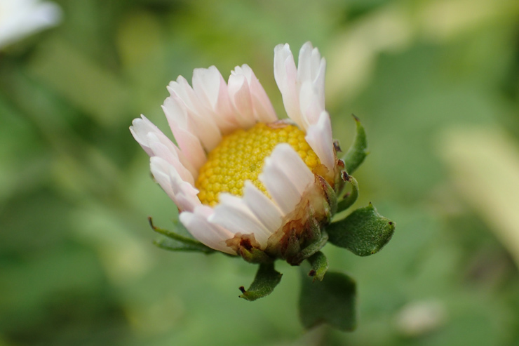 9月24日の三瓶山③花野_f0214649_20165887.jpg