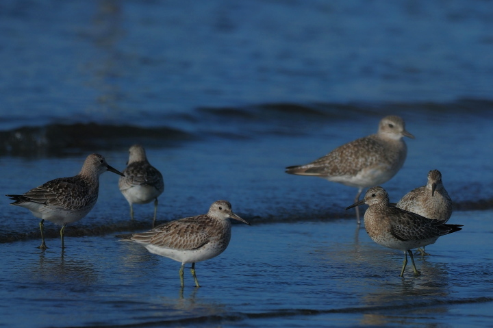 ふなばし三番瀬海浜公園 2021.9.29(2)_c0062451_05383180.jpg