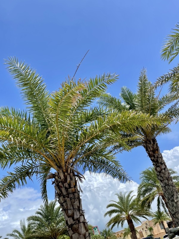 2021年夏の空まとめ_a0014067_17464339.jpg