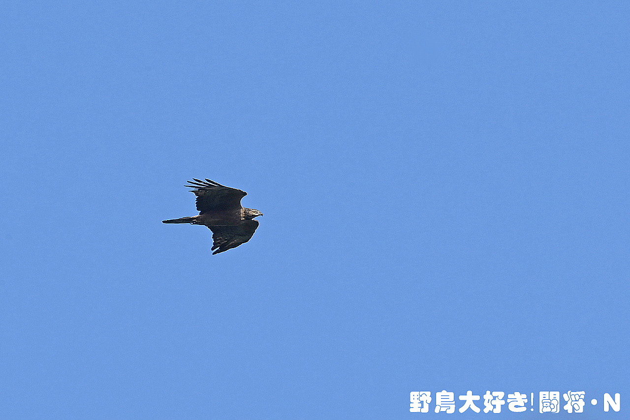 山のフィールドを飛ぶ野鳥_f0059882_01300277.jpg