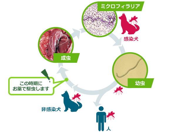 フィラリアの薬はいつ頃まで飲ませれば良いですか?_d0365027_18250300.png