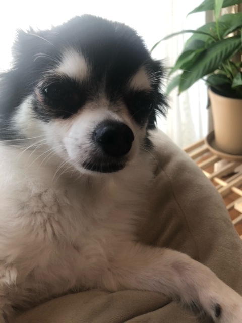 フィラリアの薬はいつ頃まで飲ませれば良いですか?_d0365027_18431687.jpeg