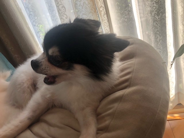 フィラリアの薬はいつ頃まで飲ませれば良いですか?_d0365027_18432288.jpeg