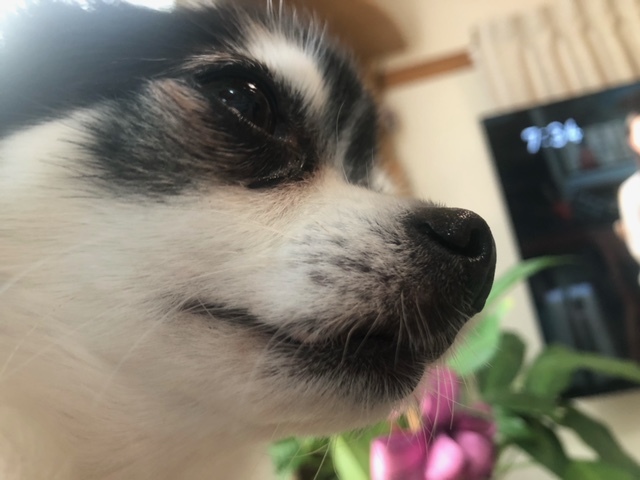 フィラリアの薬はいつ頃まで飲ませれば良いですか?_d0365027_18433929.jpeg
