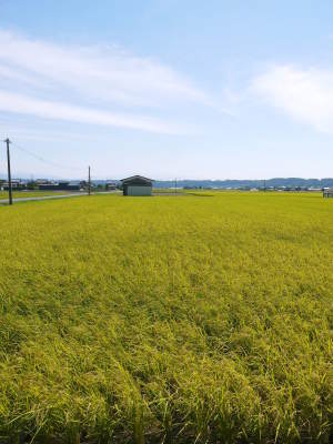 熊本県産!健康農園さんの無農薬栽培『雑穀米』『発芽玄米』大好評販売中!令和6年度の稲刈りはまもなく_a0254656_18555643.jpg