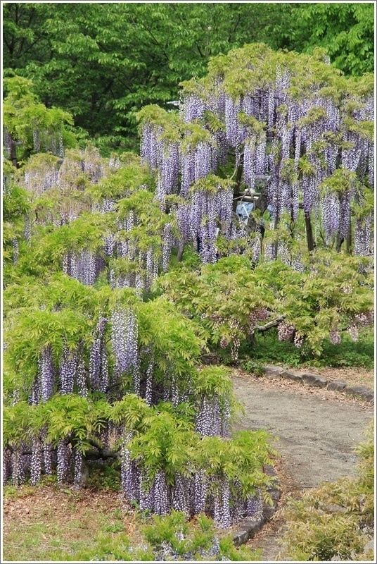 紫の滝　『藤の里』　～蓮華寺池公園の藤6～_a0167759_16031100.jpg