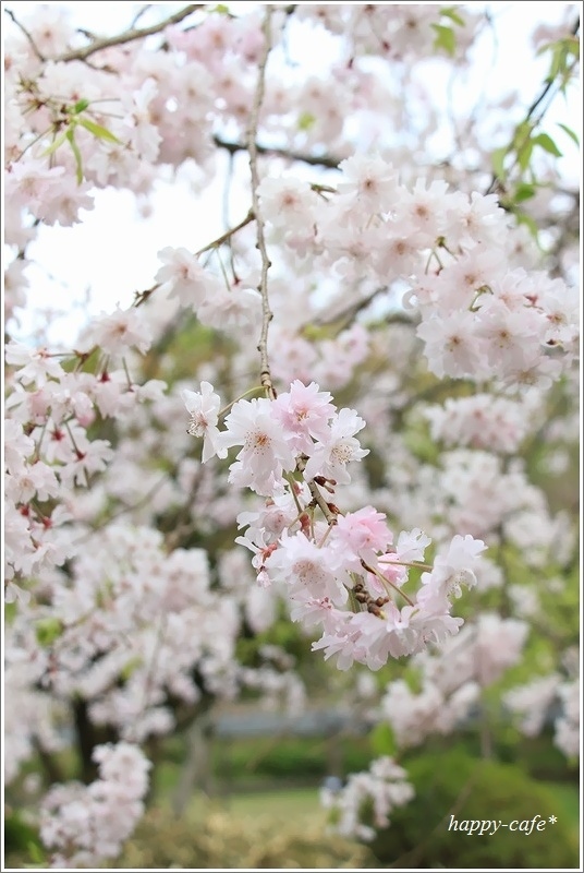 蓮華寺池公園の枝垂れ桜♪_a0167759_17014518.jpg