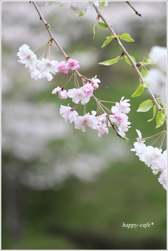 蓮華寺池公園の枝垂れ桜♪_a0167759_17015092.jpg