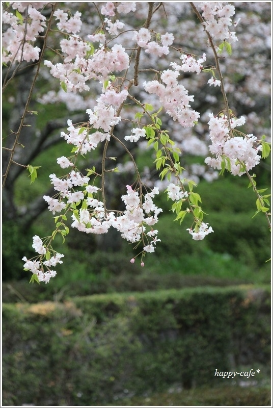 蓮華寺池公園の枝垂れ桜♪_a0167759_17020729.jpg