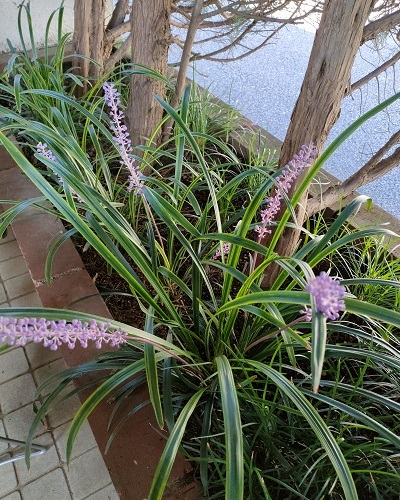 ヤブラン の花がとっても綺麗なので記念撮影しました 健気に育つ植物たち