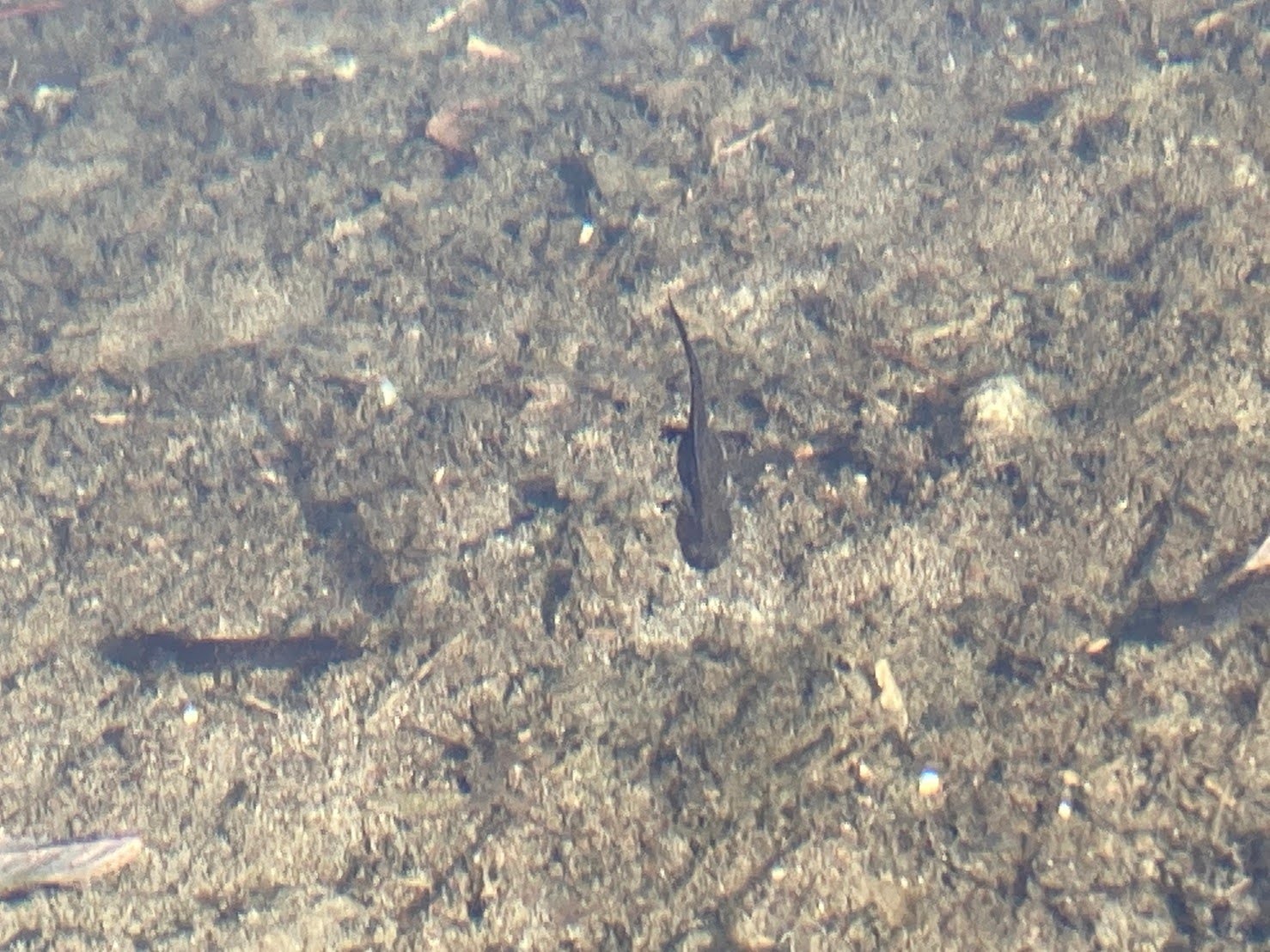 秋の大雪高原温泉、ゆったり沼めぐり_d0198793_23590224.jpeg