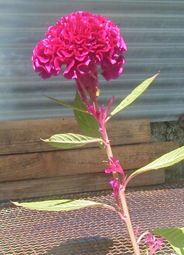 ●「振り向けば 鶏頭の花 ひとつあり 夕焼け空が 消えた暗がり」_d0053294_11452136.jpg