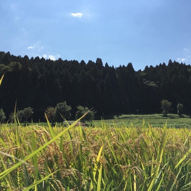 10月になりましたね。_c0174622_23483789.jpg