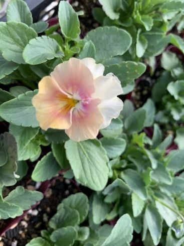 レウコフィルム 宮崎の花屋 アナーセン